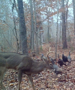Land for Sale with Acreage in Lewis County Tennessee - image 2
