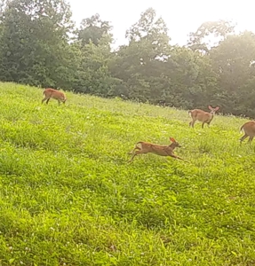 Land for Sale with Acreage in Lewis County Tennessee - image 14