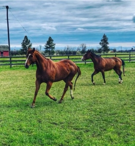 Trickle Creek Stables Equine Property - image 1