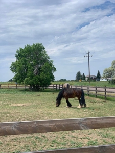 Trickle Creek Stables Equine Property - image 7