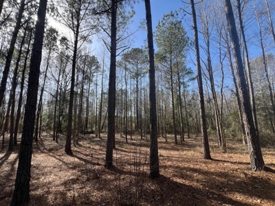 Home for Sale - 597 Dorsey Rd, Carthage, MS 39051 - image 19