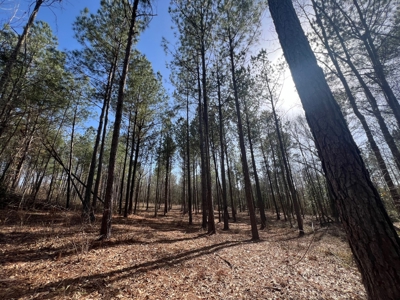Home for Sale - 597 Dorsey Rd, Carthage, MS 39051 - image 17