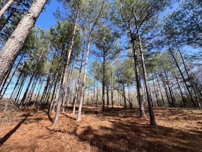 Home for Sale - 597 Dorsey Rd, Carthage, MS 39051 - image 20