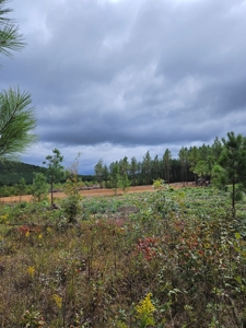 Off-Grid Cabin Building Site Overlooking Pond - image 5
