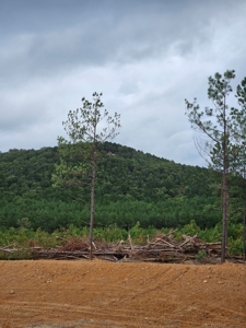 Off-Grid Cabin Building Site Overlooking Pond - image 9
