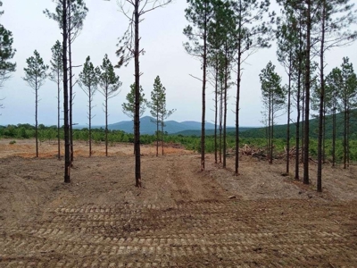 Off-Grid Cabin Building Site Overlooking Pond - image 13