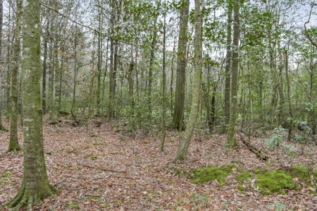 85 Acres of Recreational Hunting Land with Hardwood Timber - image 22