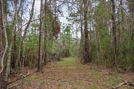 85 Acres of Recreational Hunting Land with Hardwood Timber - image 36