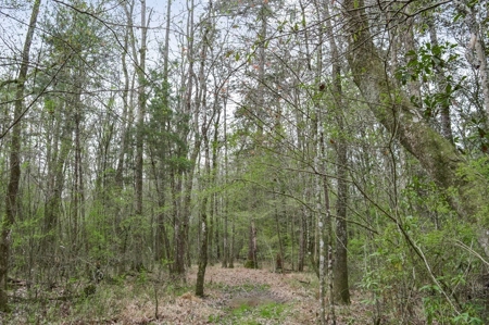 85 Acres of Recreational Hunting Land with Hardwood Timber - image 34