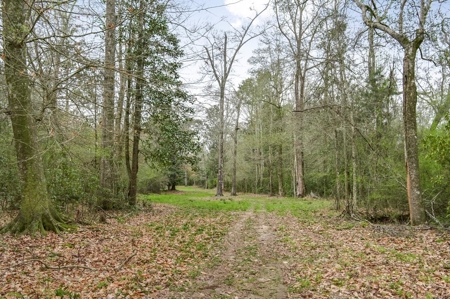 85 Acres of Recreational Hunting Land with Hardwood Timber - image 23
