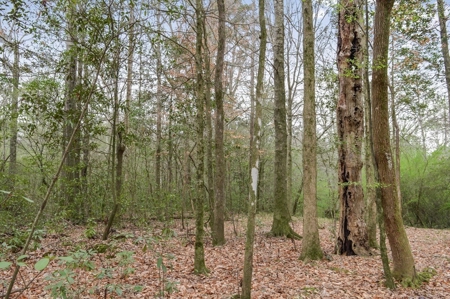 85 Acres of Recreational Hunting Land with Hardwood Timber - image 19