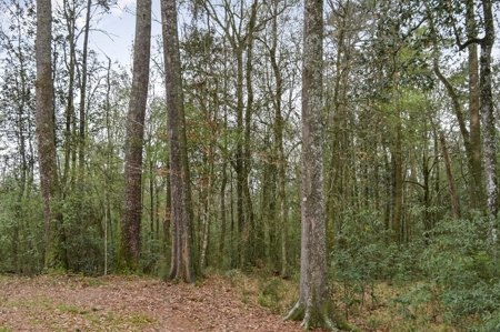 85 Acres of Recreational Hunting Land with Hardwood Timber - image 31