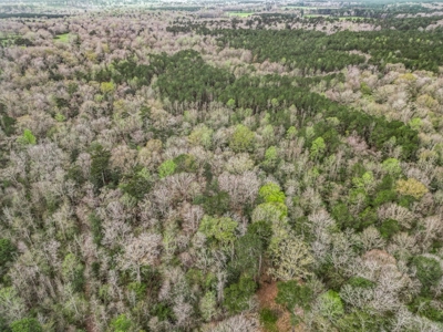 85 Acres of Recreational Hunting Land with Hardwood Timber - image 3