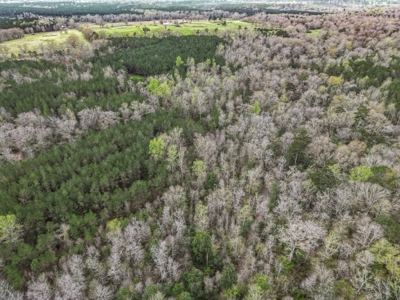 85 Acres of Recreational Hunting Land with Hardwood Timber - image 2