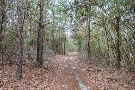85 Acres of Recreational Hunting Land with Hardwood Timber - image 15