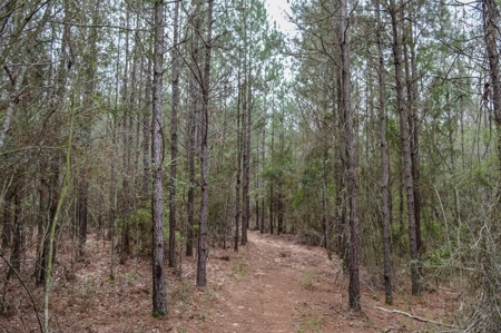 85 Acres of Recreational Hunting Land with Hardwood Timber - image 40
