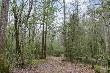 85 Acres of Recreational Hunting Land with Hardwood Timber - image 32