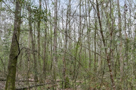 85 Acres of Recreational Hunting Land with Hardwood Timber - image 35