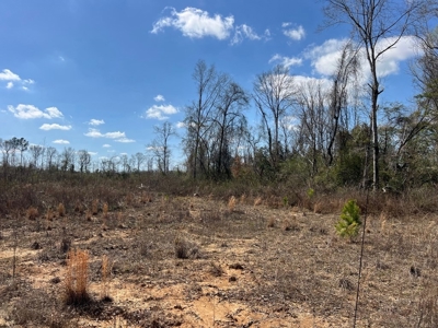 60+ Acres Near Osyka, MS (Pike County) for Hunting & Home! - image 5