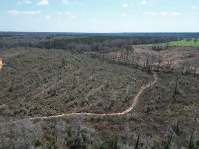 60+ Acres Near Osyka, MS (Pike County) for Hunting & Home! - image 22