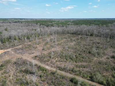 60+ Acres Near Osyka, MS (Pike County) for Hunting & Home! - image 16