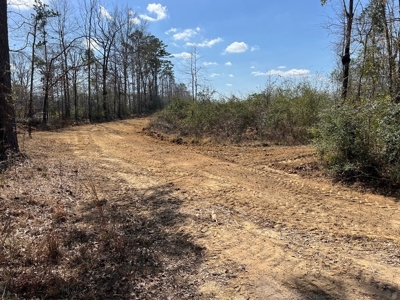 60+ Acres Near Osyka, MS (Pike County) for Hunting & Home! - image 3
