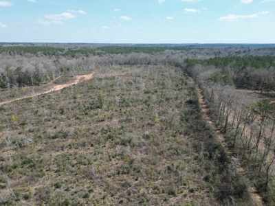 60+ Acres Near Osyka, MS (Pike County) for Hunting & Home! - image 21