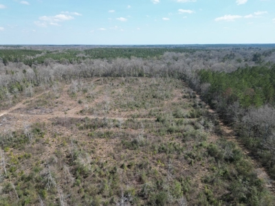 60+ Acres Near Osyka, MS (Pike County) for Hunting & Home! - image 17