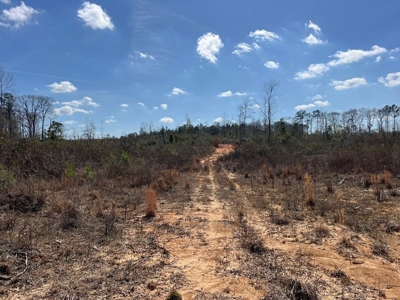 60+ Acres Near Osyka, MS (Pike County) for Hunting & Home! - image 6