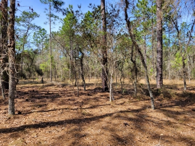 Lots In Rainbow Lakes Estates Dunnellon Florida - image 6