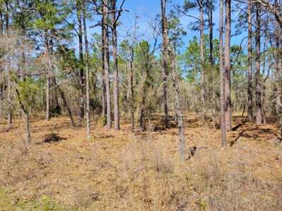 Lots In Rainbow Lakes Estates Dunnellon Florida - image 4