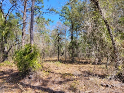 Lots In Rainbow Lakes Estates Dunnellon Florida - image 5