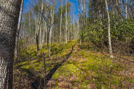 Offering #1 - Property with Creek Frontage for Sale in VA - image 30
