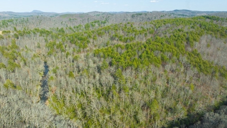 Offering #2 - Creek Front Recreational Land for Sale - image 3