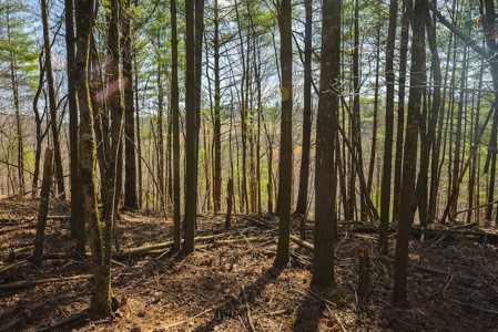 Offering #2 - Creek Front Recreational Land for Sale - image 36