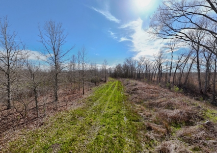 Bayou Macon 185 West Carroll Parish Land for Sale - image 3