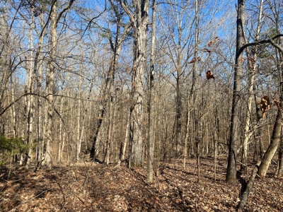 Land For Sale In River Resort In Clifton, Tn, Wooded - image 6