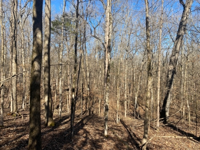 Land For Sale In River Resort In Clifton, Tn, Wooded - image 8