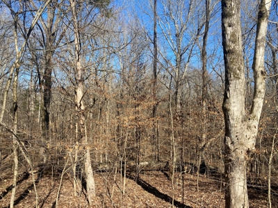 Land For Sale In River Resort In Clifton, Tn, Wooded - image 12