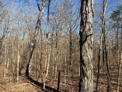 Land For Sale In River Resort In Clifton, Tn, Wooded - image 7