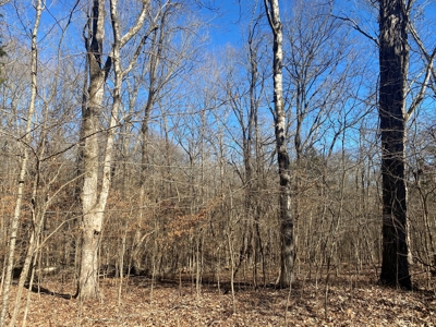 Land For Sale In River Resort In Clifton, Tn, Wooded - image 10