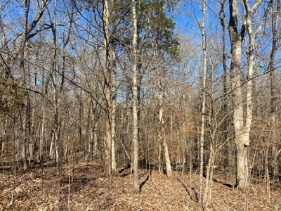 Land For Sale In River Resort In Clifton, Tn, Wooded - image 11