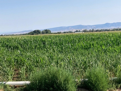 Farm Ground Land For Sale, Montrose, Colorado - image 15