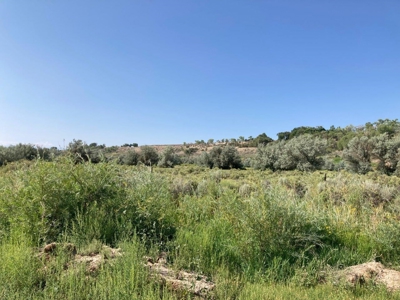 Farm Ground Land For Sale, Montrose, Colorado - image 8