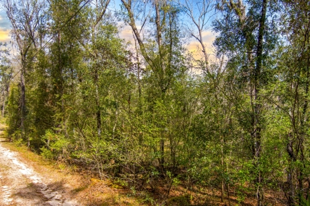 Suwannee River Proerty For Sale!!! - image 16