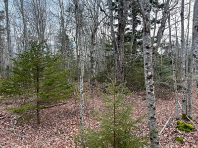 31 Acres Near the Coast of Maine - image 8