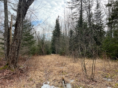 31 Acres Near the Coast of Maine - image 15