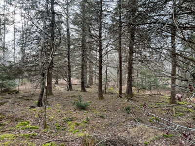 31 Acres Near the Coast of Maine - image 12