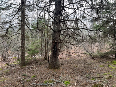 31 Acres Near the Coast of Maine - image 13