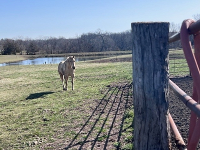Cameron Mo Home & Acreage For Sale - image 6